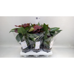 Anthurium andr. 'Essencia'