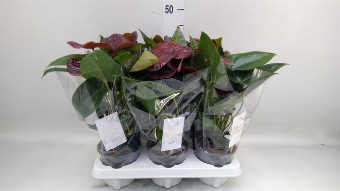 <h4>Anthurium andr. 'Essencia'</h4>
