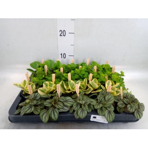 Peperomia   ...mix