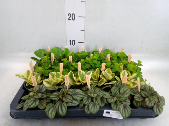 <h4>Peperomia   ...mix</h4>