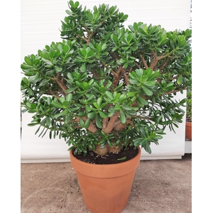 Crassula ovata