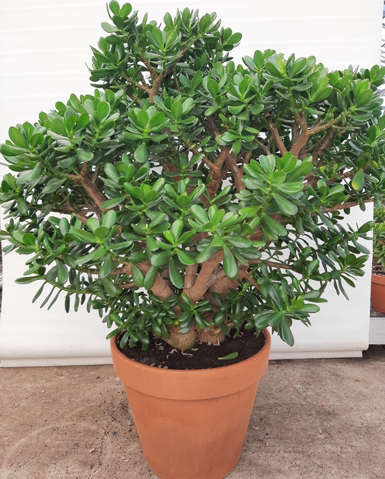 <h4>Crassula ovata</h4>