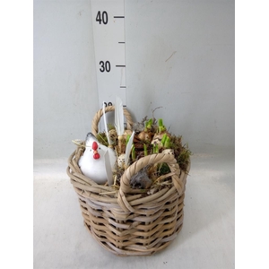 Planten ..in schaal H%