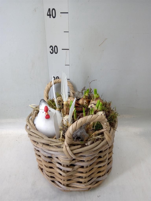 <h4>Planten ..in schaal H%</h4>