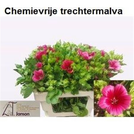 <h4>Lavatera Ov</h4>