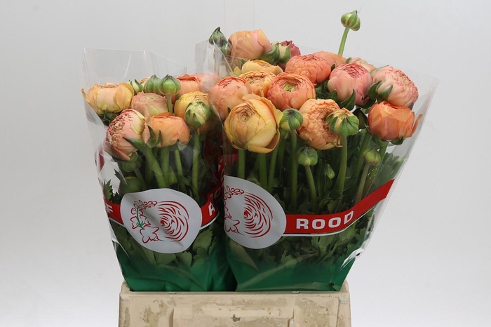 Ranunculus Aazur Salmon