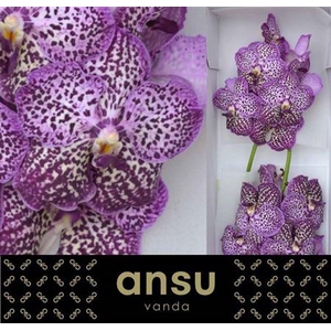 Vanda Su Roya Purple