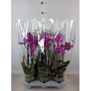 Phalaenopsis   ...