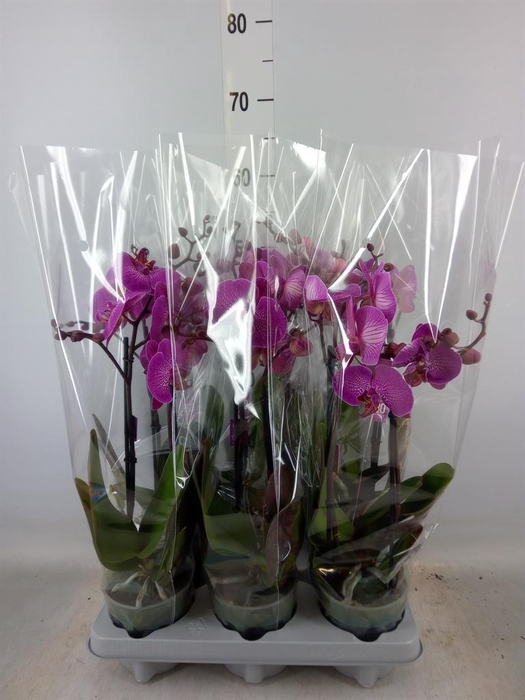 <h4>Phalaenopsis   ...</h4>