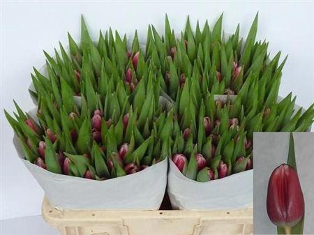 <h4>Tu En Debutante</h4>