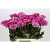 Dahlia Annamarie