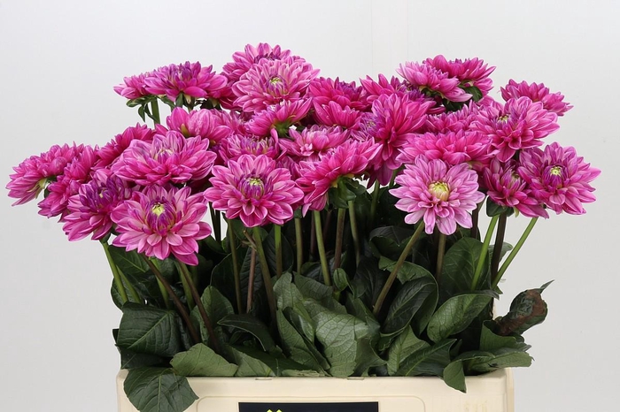 <h4>Dahlia Annamarie</h4>