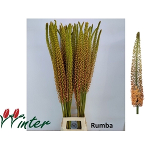 EREMURUS RUMBA