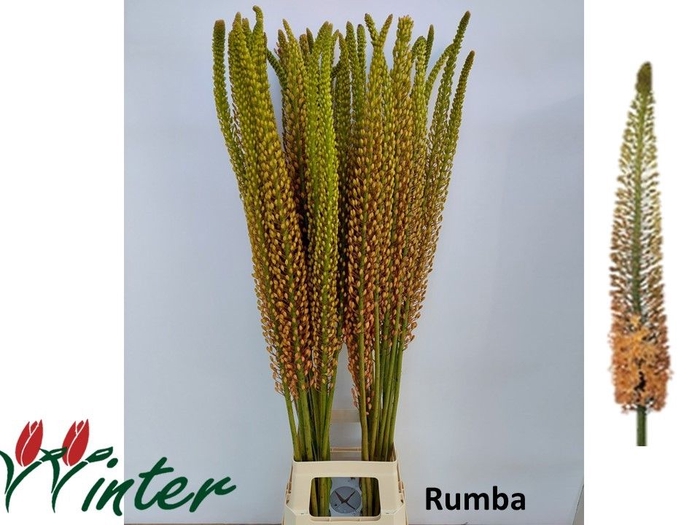 <h4>EREMURUS RUMBA</h4>