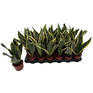 SANSEV FUTURA SUPERB