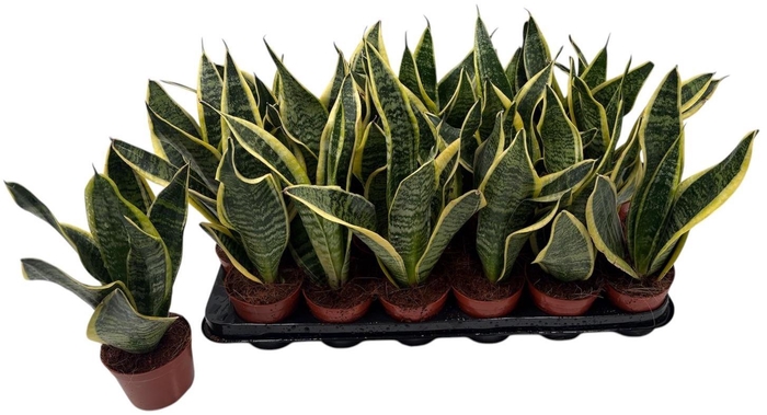 <h4>SANSEV FUTURA SUPERB</h4>