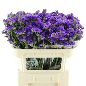 Limonium St Purple Birds X50