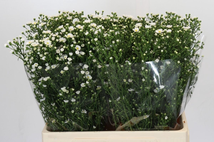 <h4>Aster Paquita</h4>