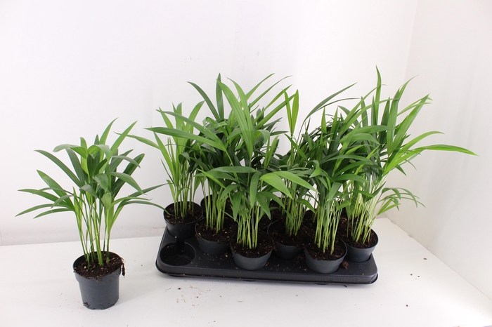 <h4>DYPSIS LUTESCENS</h4>