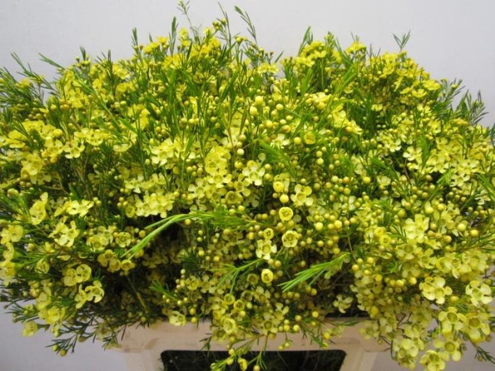 <h4>Chame Ofir Geel</h4>