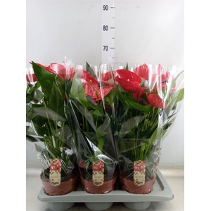 Anthurium andr. 'Felicita'