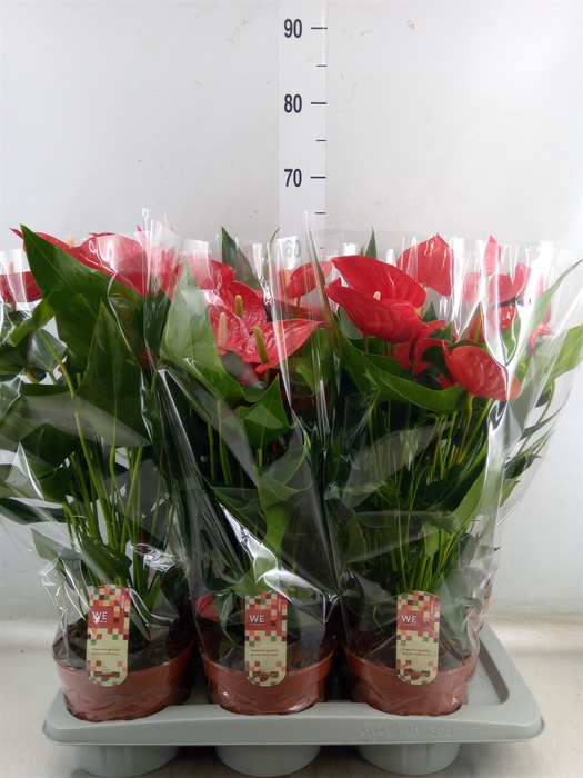 <h4>Anthurium andr. 'Felicita'</h4>