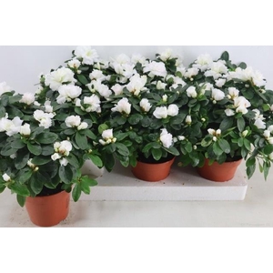RHODO SI WITTE VOGEL