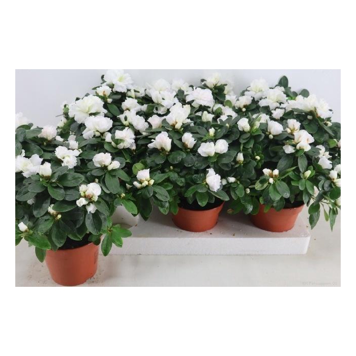 <h4>RHODO SI WITTE VOGEL</h4>