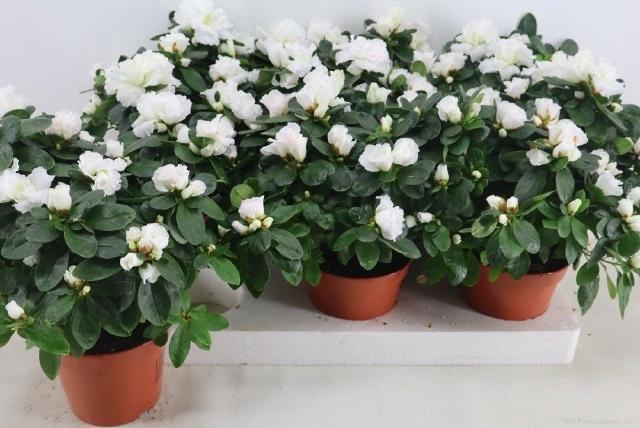 RHODO SI WITTE VOGEL
