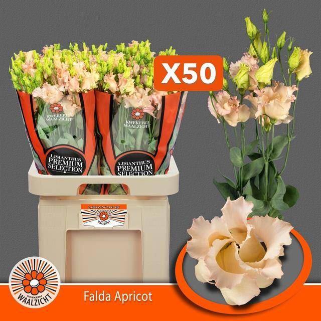 <h4>LIS ENK FALDA APRICOT</h4>