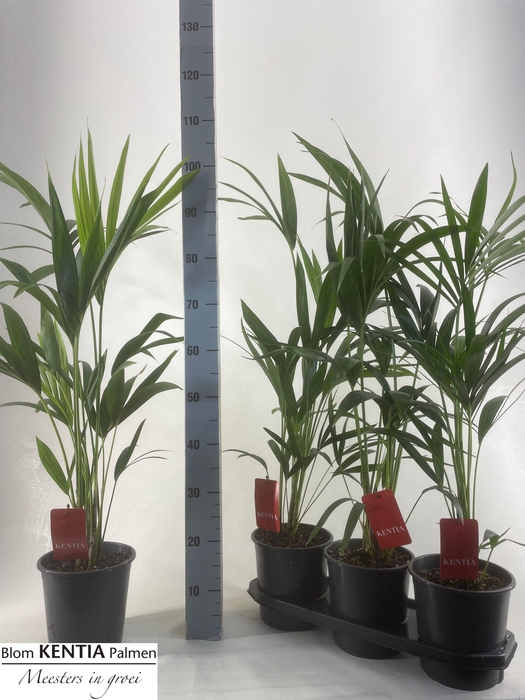 <h4>HOWEA FORSTERIANA</h4>