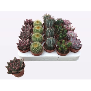 CACTUS + SUCCU GEM
