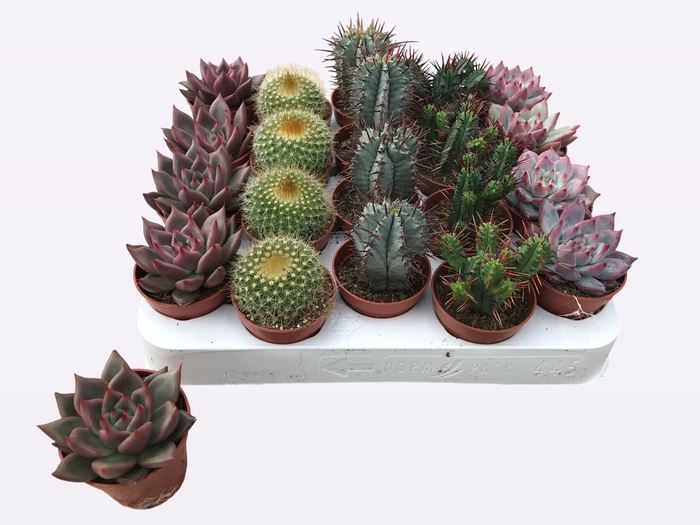 <h4>CACTUS + SUCCU GEM</h4>