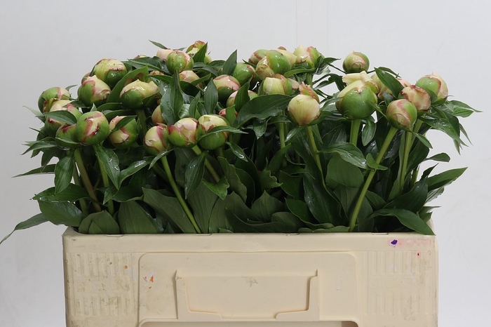 <h4>Paeonia Alertie</h4>