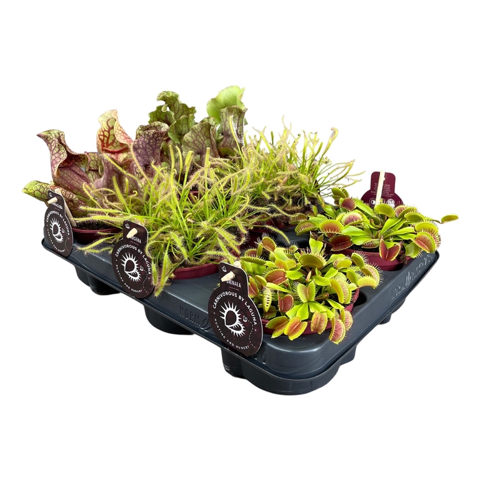 <h4>Vleesetende Planten Gemengd</h4>