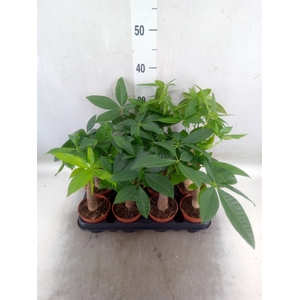 Pachira aquatica