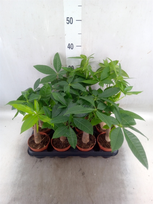 <h4>Pachira aquatica</h4>
