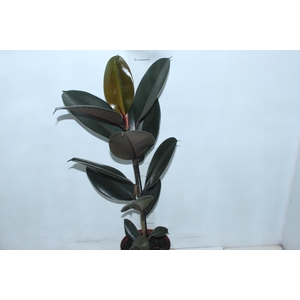 FICUS ELASTICA BURGUNDY P17