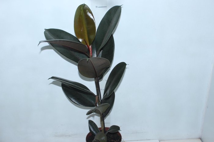 <h4>FICUS ELASTICA BURGUNDY P17</h4>
