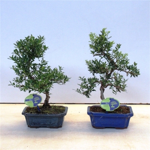 ilex crenata, 19 cm shape, small leaf 19 cm., with drip tray