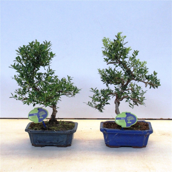 <h4>ilex crenata, 19 cm shape, small leaf 19 cm., with drip tray</h4>