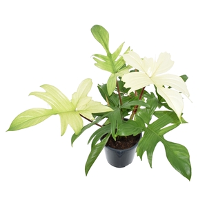 Philodendron Florida Ghost p19 (special)