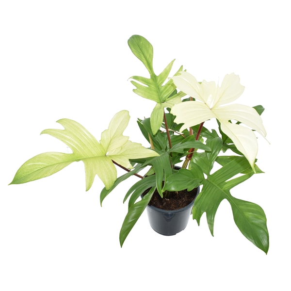 <h4>Philodendron Florida Ghost p19 (special)</h4>