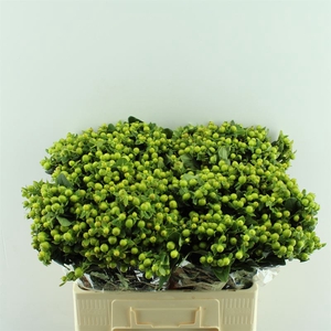 Hypericum Mag. Green Power Orca