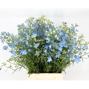 Delphinium Chiffon Light Blu