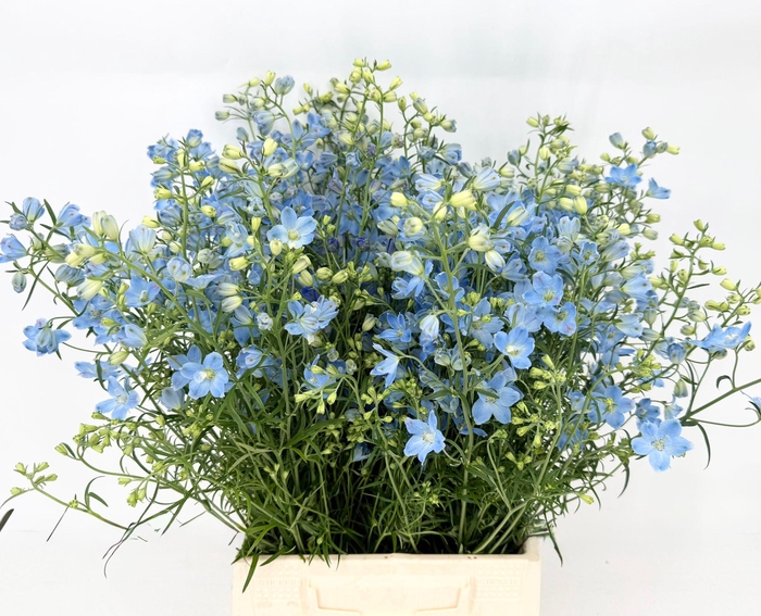<h4>Delphinium Chiffon Light Blu</h4>