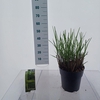 Miscanthus sinensis Gracillimus