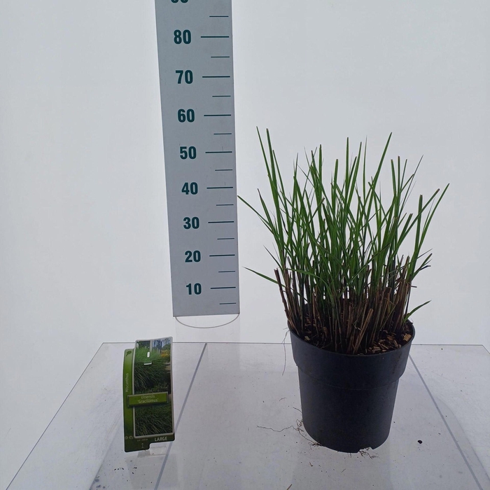 Miscanthus sinensis Gracillimus