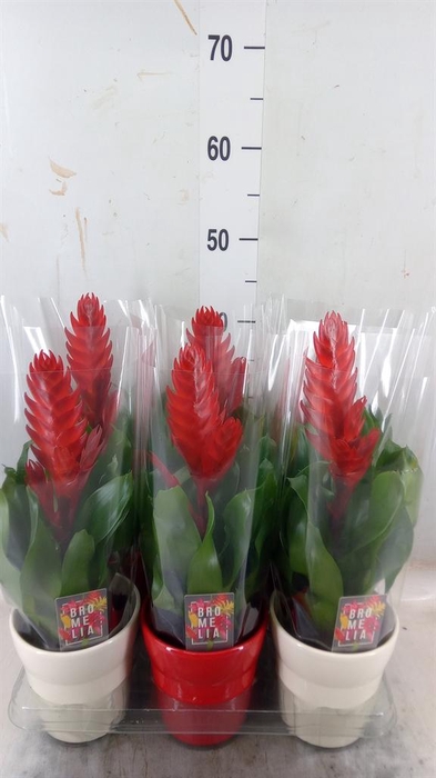 <h4>Vriesea  'Style'</h4>