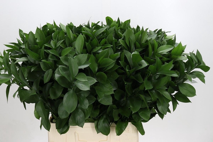 <h4>RUSCUS HYPOPHYLLUM</h4>